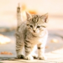 Gatitos 10